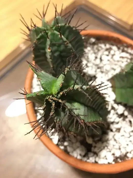 The third rotten arm