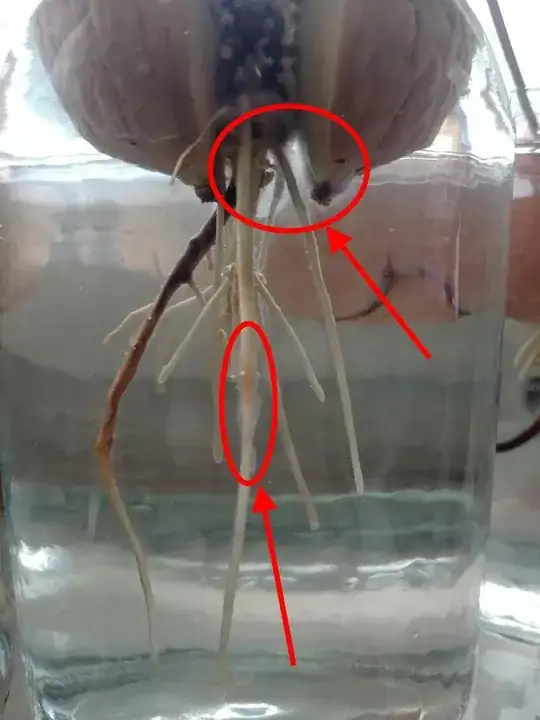 Sprouting avocado seed with white fungus or mold around its roots