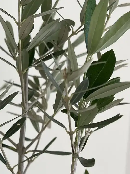 Olive Tree when bought in November - Leaves Detail