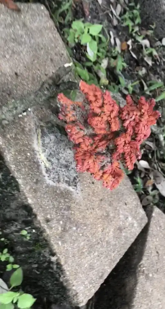 A small red-leafed plant growing out a brick laying in soil