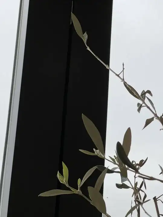 Olive Tree today - Topmost leaves sprouting