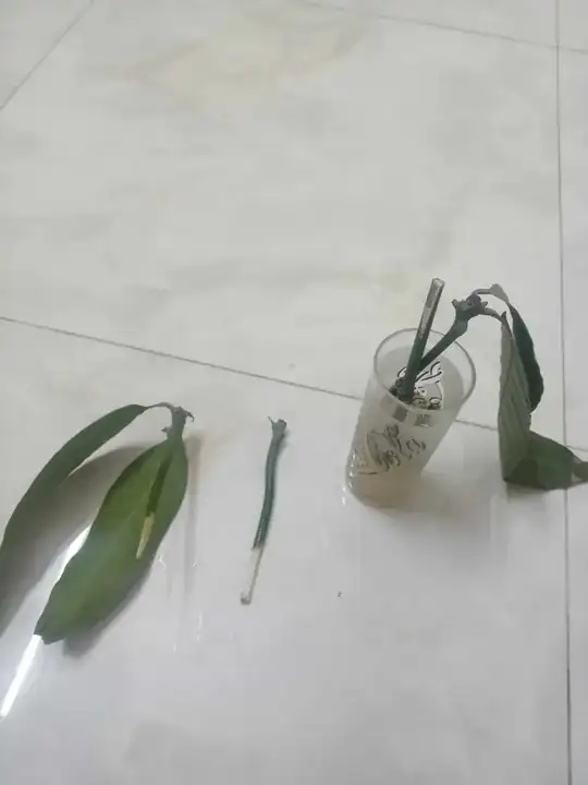 Image showing mango cutting