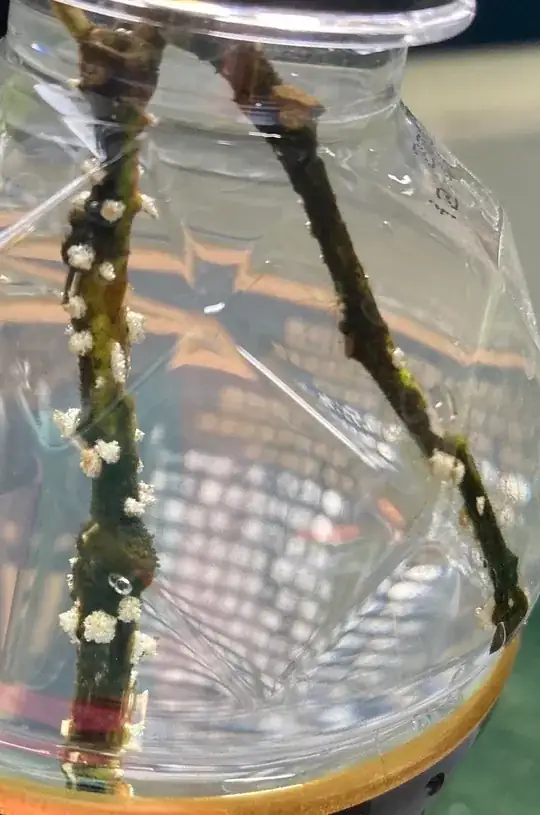 these cuttings won't grow roots, but these little white "buds" appeared after 2 months