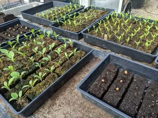 Five trays of soil blocks, three with seedlings and two with visible seeds on top