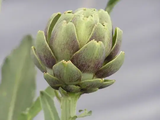 baby artichokes zone 1B in an unheated greenhouse[![][1]