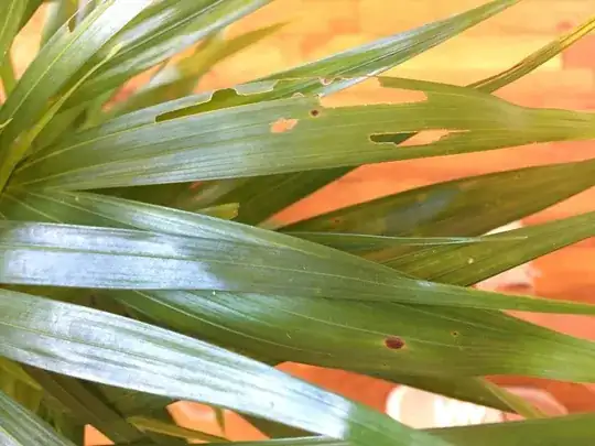 Example of leaf damage on new arrived areca palm