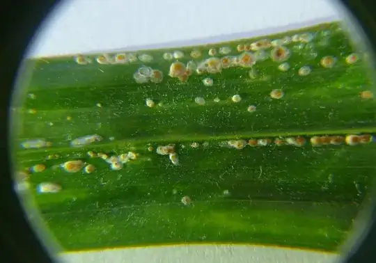 zoom in on white dots on palm tree