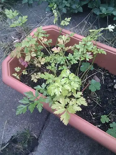 Parsley in a pot