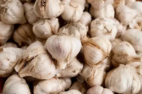 garlic
