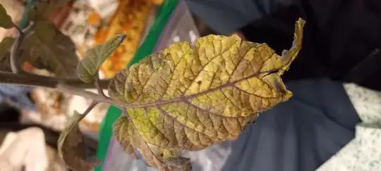 the top side of a tomato leaf. It is primarily yellow, with some purple and very little green.