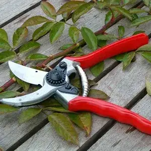 Secateurs