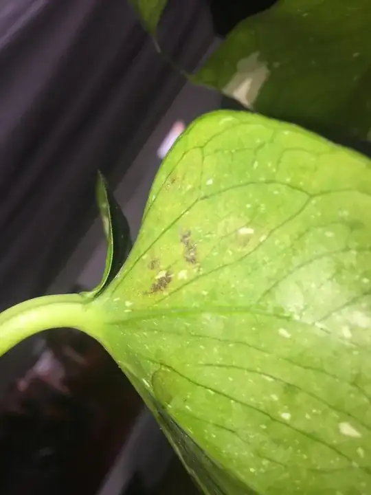 Monstera Bumps under leaves with discoloration