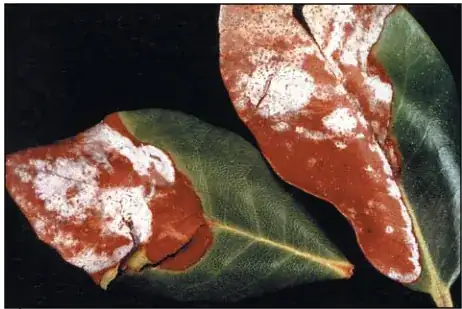 Image of two azalea leaves turned halfway brown with shite splotches from the tips and edges towards the petiole