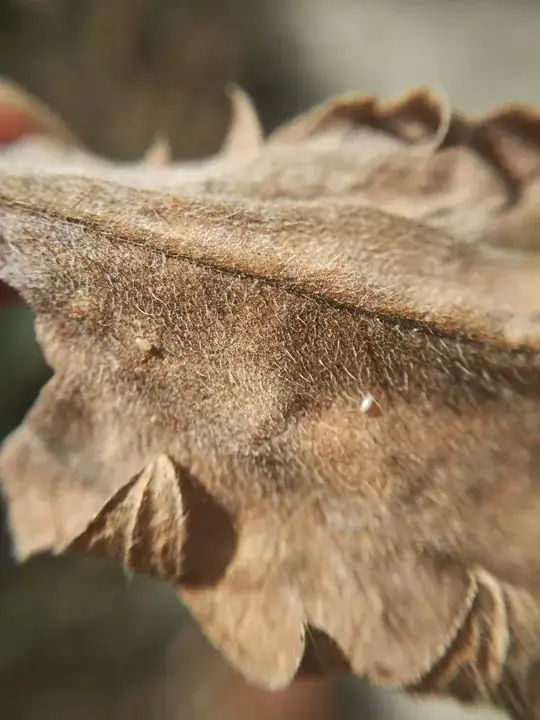 Dead leaf with insects