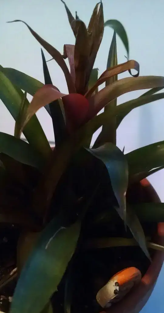 Small Brom side view of bloom pic2