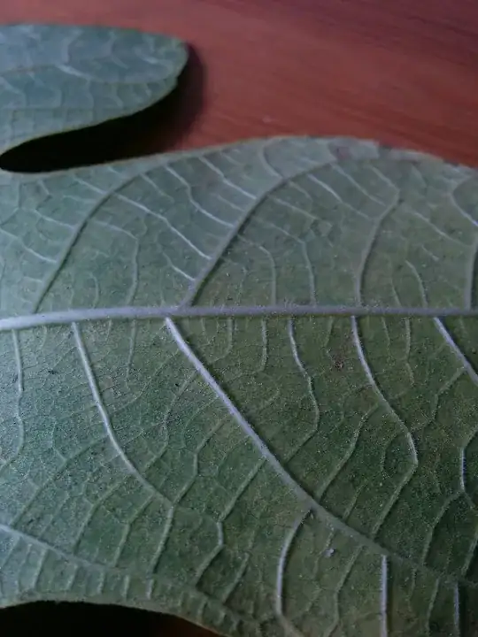 Reverse of fallen leaf. Notice tiny white dots.
