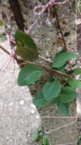 New growth stems are also slightly purple