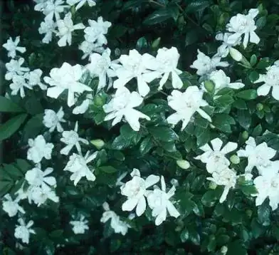 gardenias