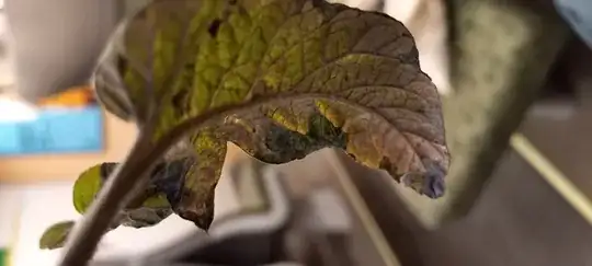 the underside of a tomato leaf. It has splotches of green-blue, purple, yellow, and only a hint of green