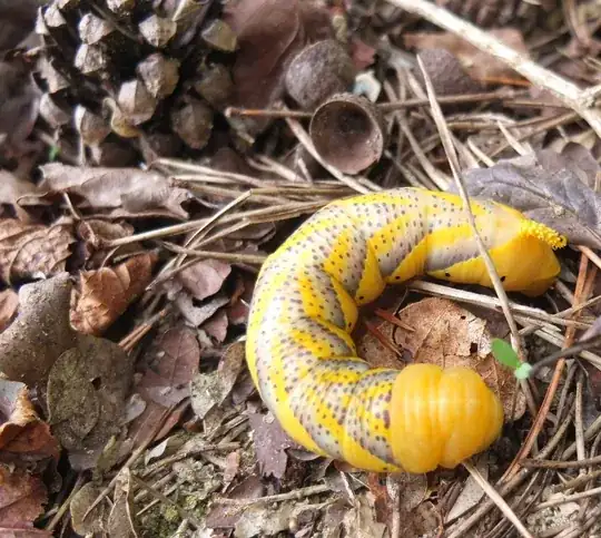 big caterpillar with grey triangular strips