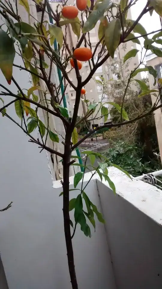 cumquat with sucker-suspect near bottom