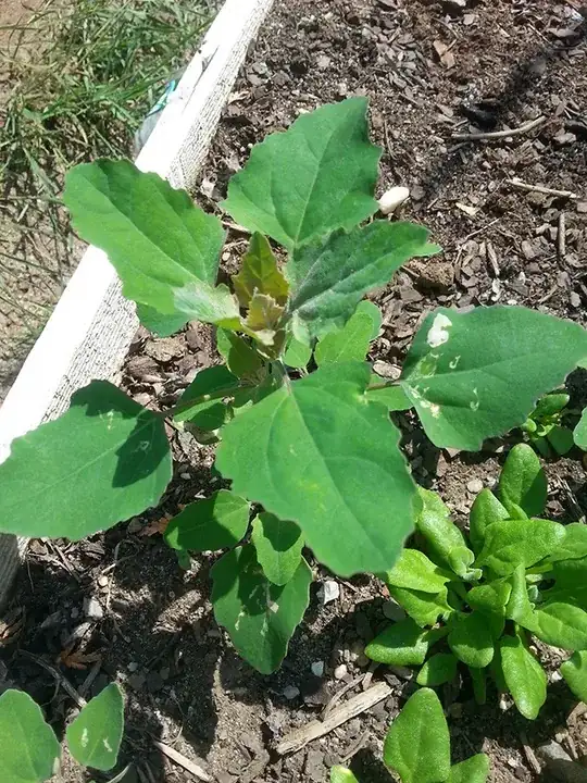 Here's a weird looking one