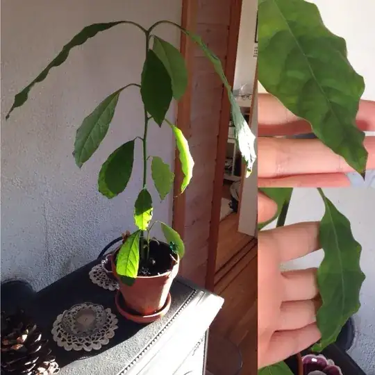 the whole plant and the curled leaves