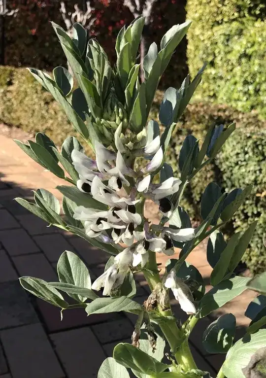 Broad bean plant