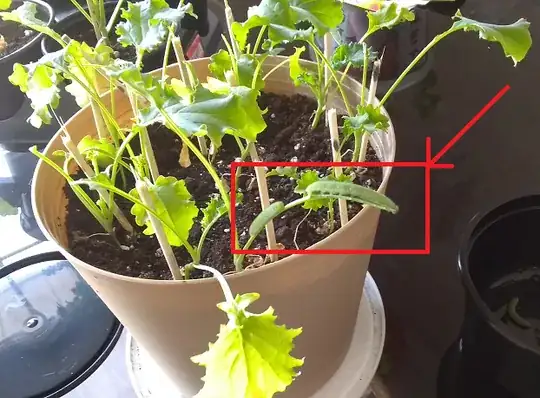 Cabbage looper on kale plant