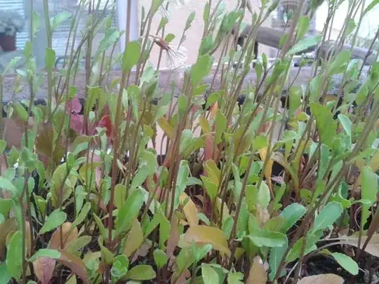 rocket's tiny leaves