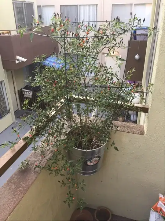 Update in the Wife's Pequin