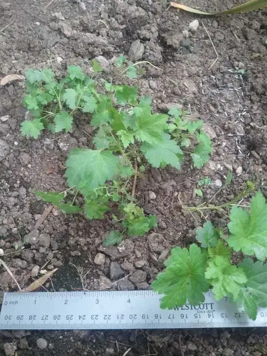 Fifteen or so baby gooseberry plants in an area about 6" square