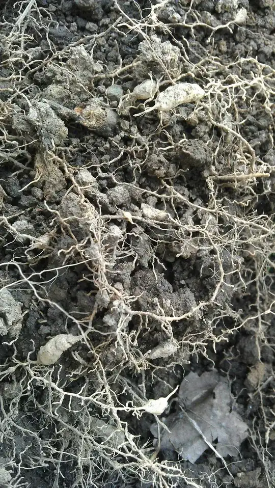 close up of roots with nodules