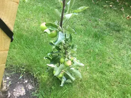 Snapped branch hanging down and touching the floor, showing 8 of the 9 fruits on the branch
