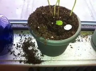 Holes dug in indoor pot