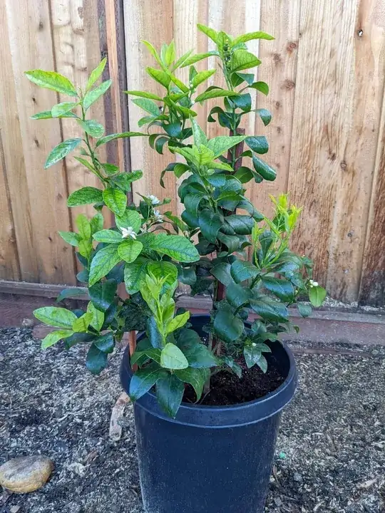 Tree in container