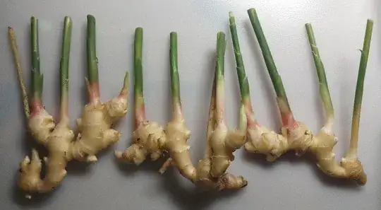 Three ginger rhizomes with shoots and cut stems