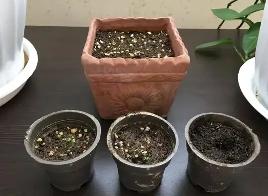 Mint pots
