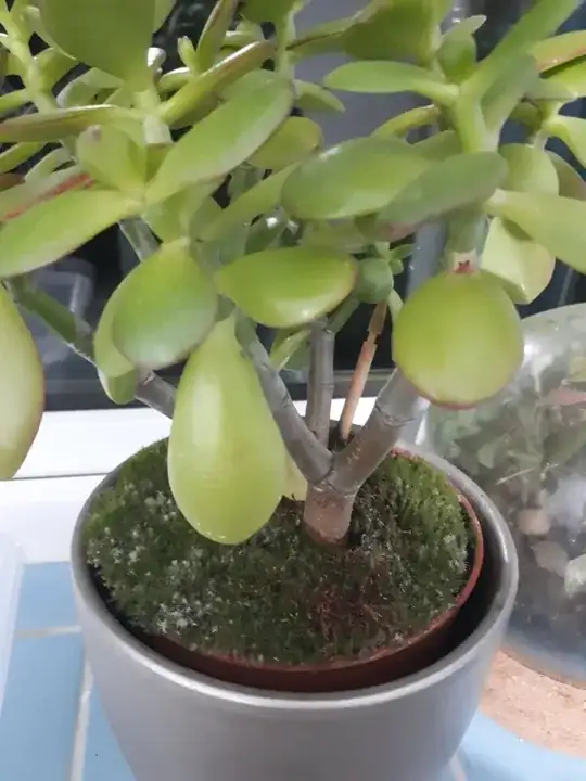 zoom-out actual plant