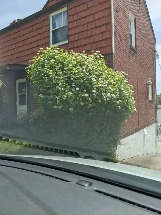 Image of the bush in question