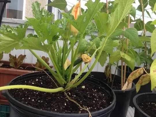 Updated june 19th 2 weeks+ after transplant