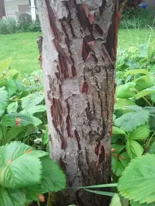 Original damaged area at the bottom of the trunk