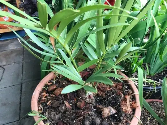 Zamia fischeri - habit