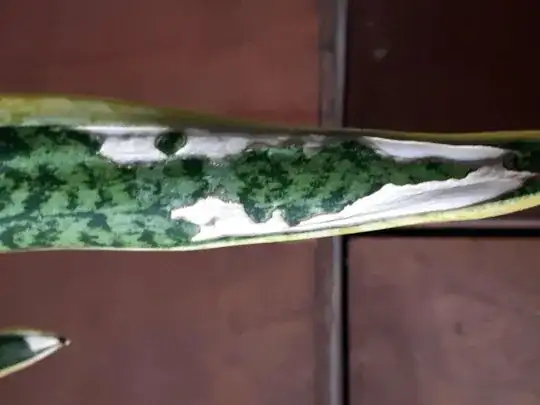 sansevieria with disease