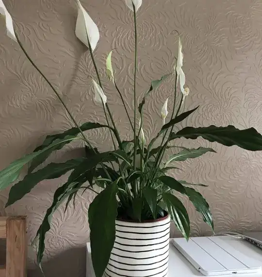peace lily june 8