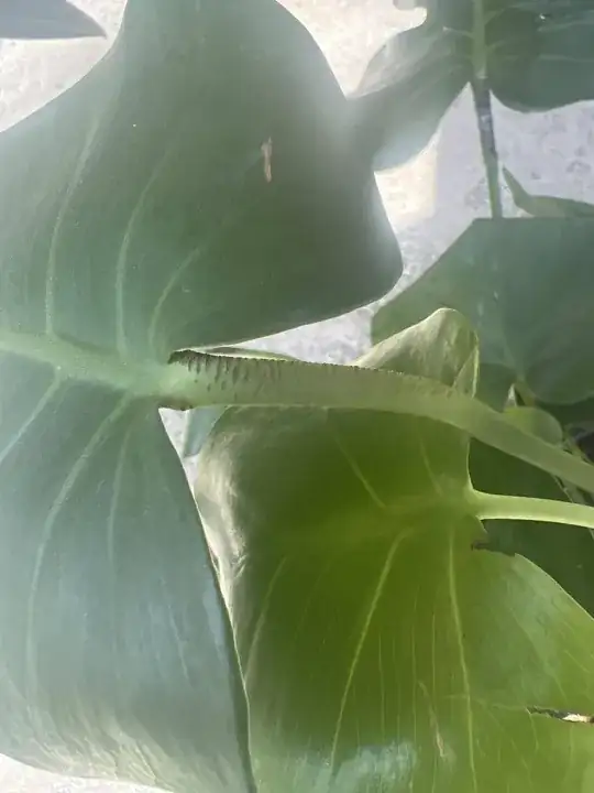 Monstera with brown scars on stems