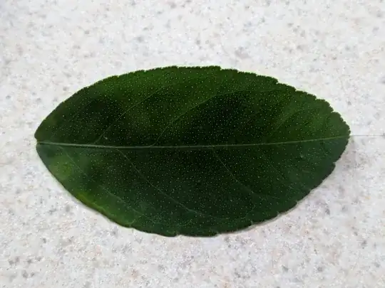 leaf dropped off the meyer lemon