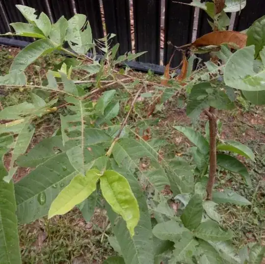 Guava Leaves