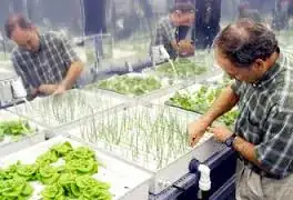 hydroponics