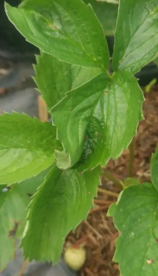 crumpled leaves, slight necrosis